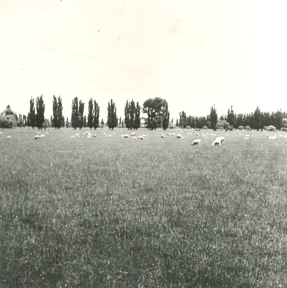Sheep in paddock