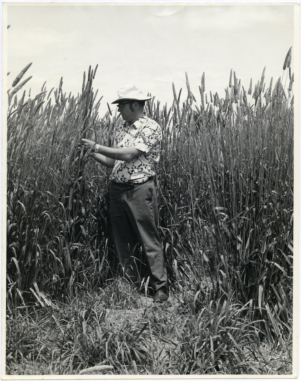 Rodger Claydon examining growing wheat
