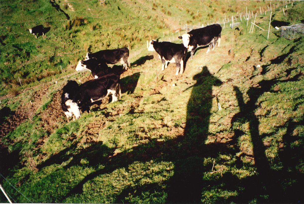 Ballantrae cows - 8