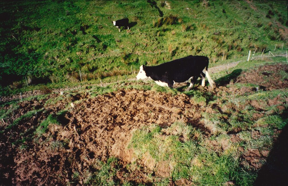 Ballantrae cows - 6