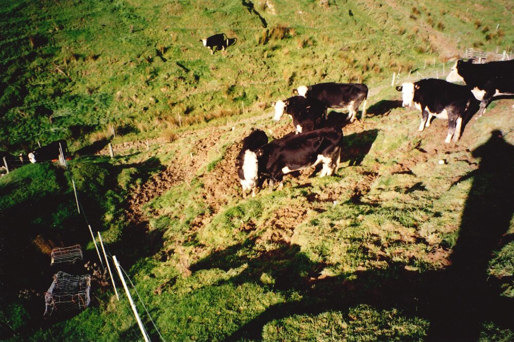 Ballantrae cows - 1