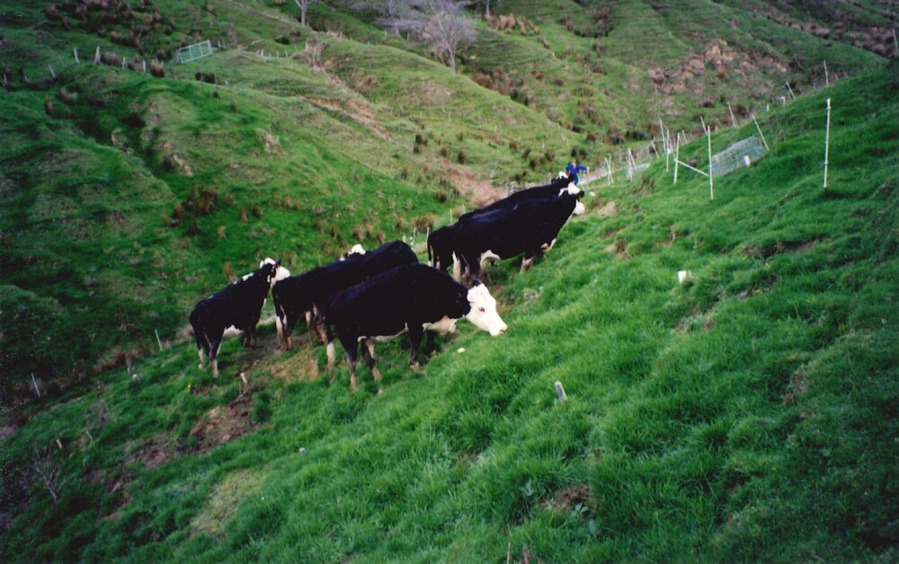 Ballantrae cows - 2