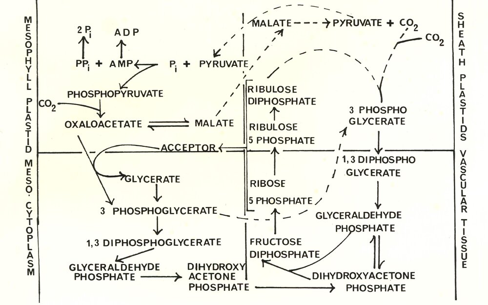 Mesophyll plastid meso cytoplasm