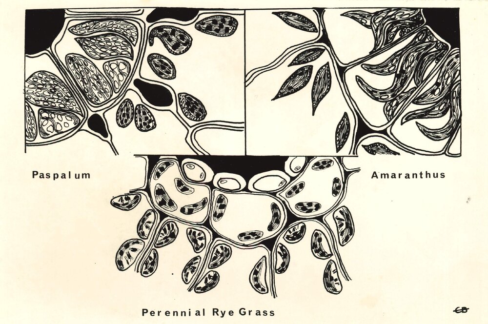 Paspalum - Amaranthus - Perennial Rye Grass