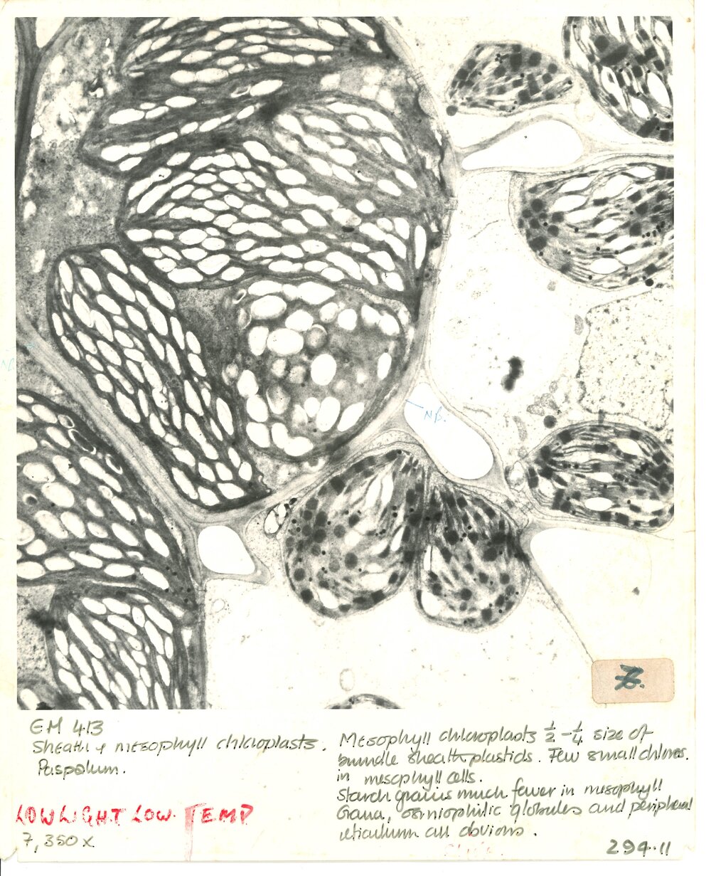 Sheath &amp; mesophyll chlaoplasts