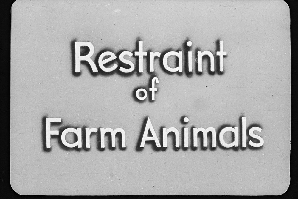 Restraint of farm animals