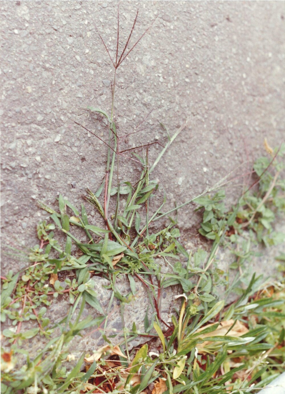 Digitaria sanguinalis