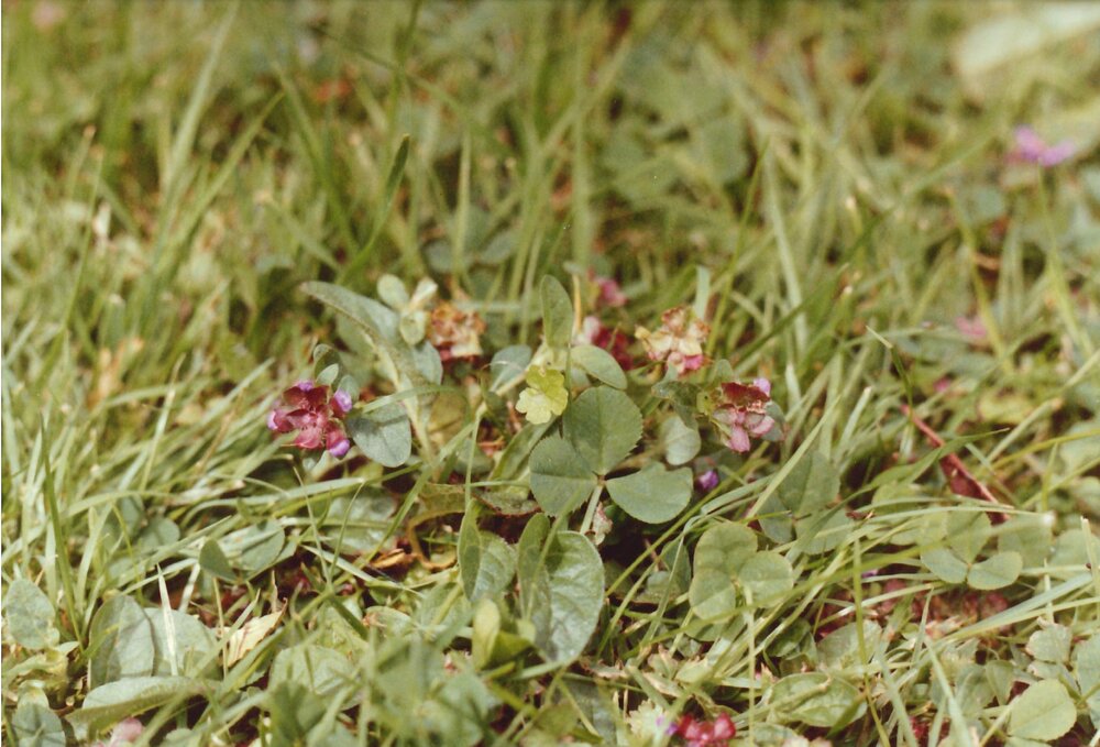 Prunella vulgaris