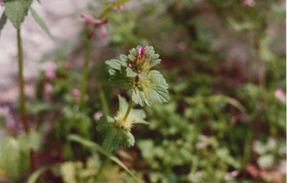 Lamium amplexicamle