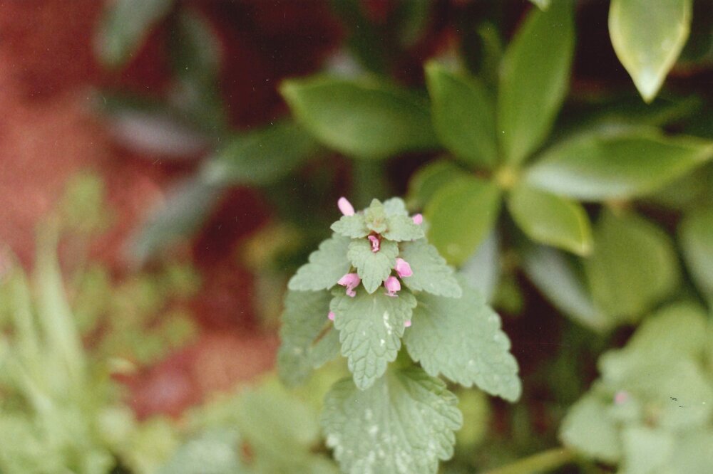 Lamium purpurcum