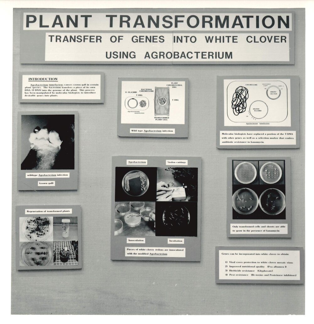 Plant transformation