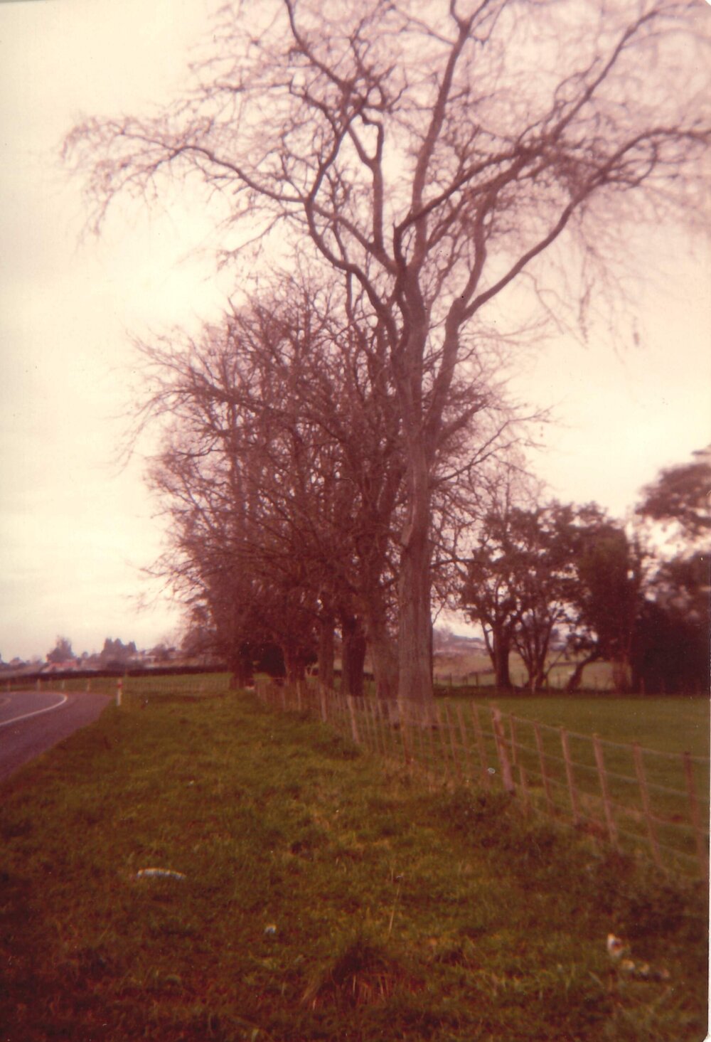 Gleditsia tree_2.jpeg