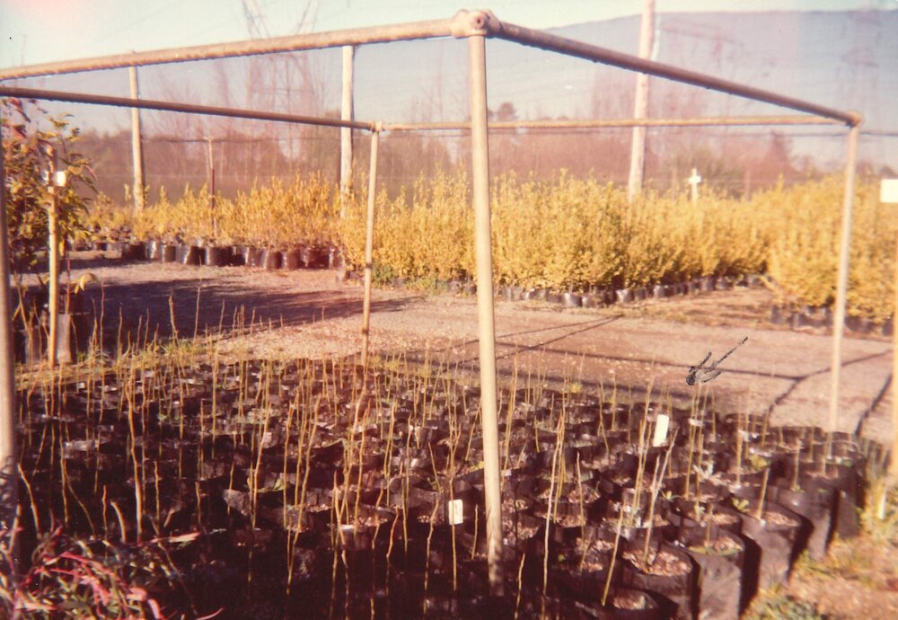 Nursery - Gleditsia trees