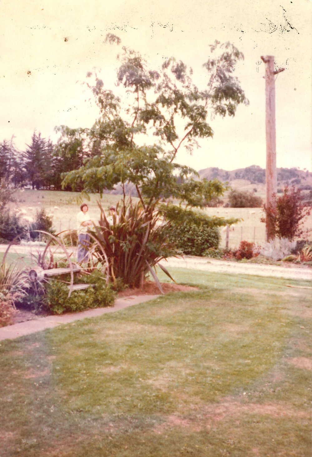 Gleditsia tree - male