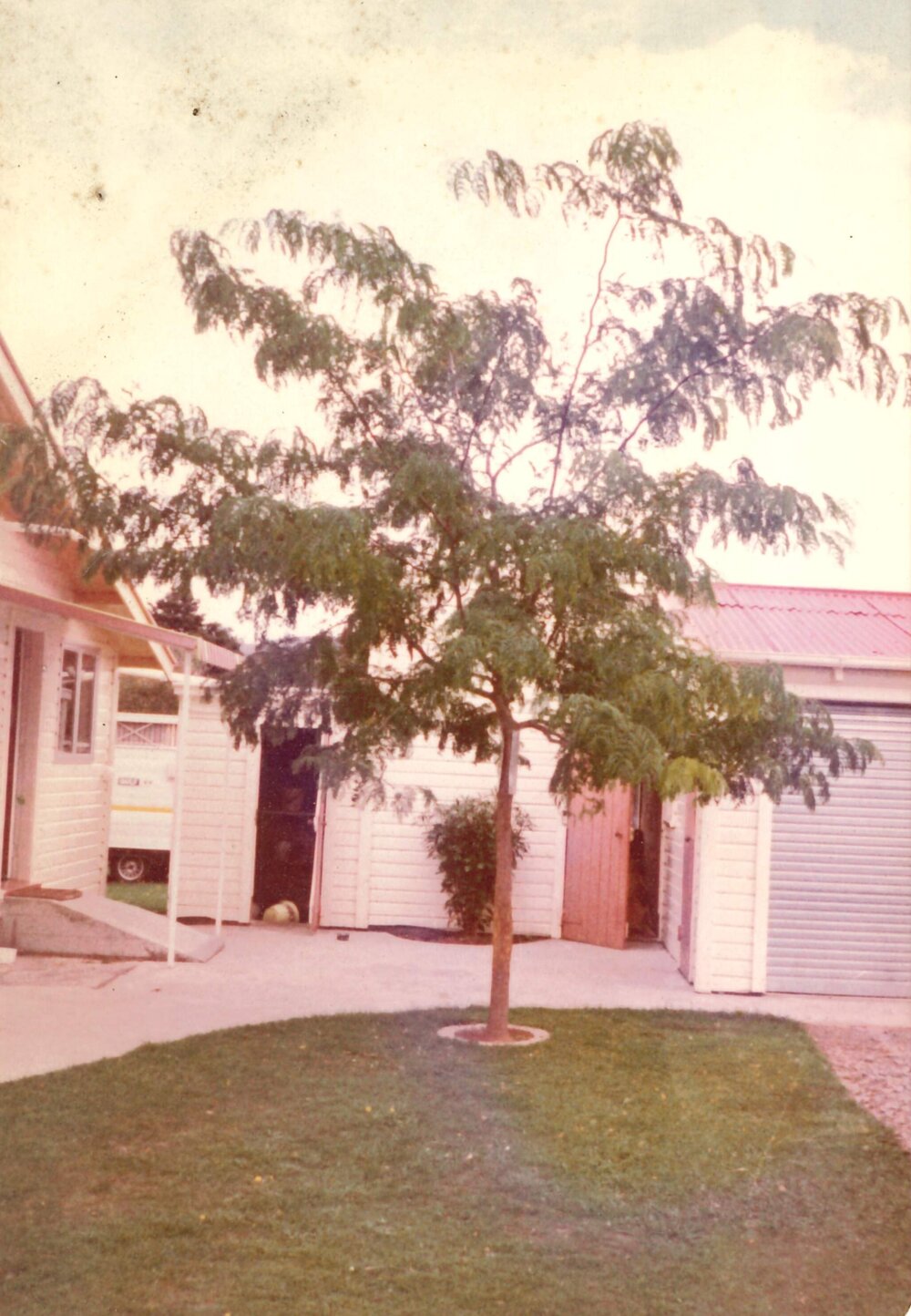 Gleditsia tree - female