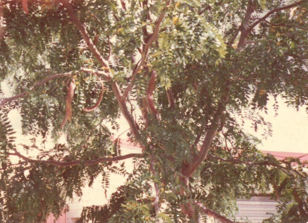 Gleditsia tree with pods