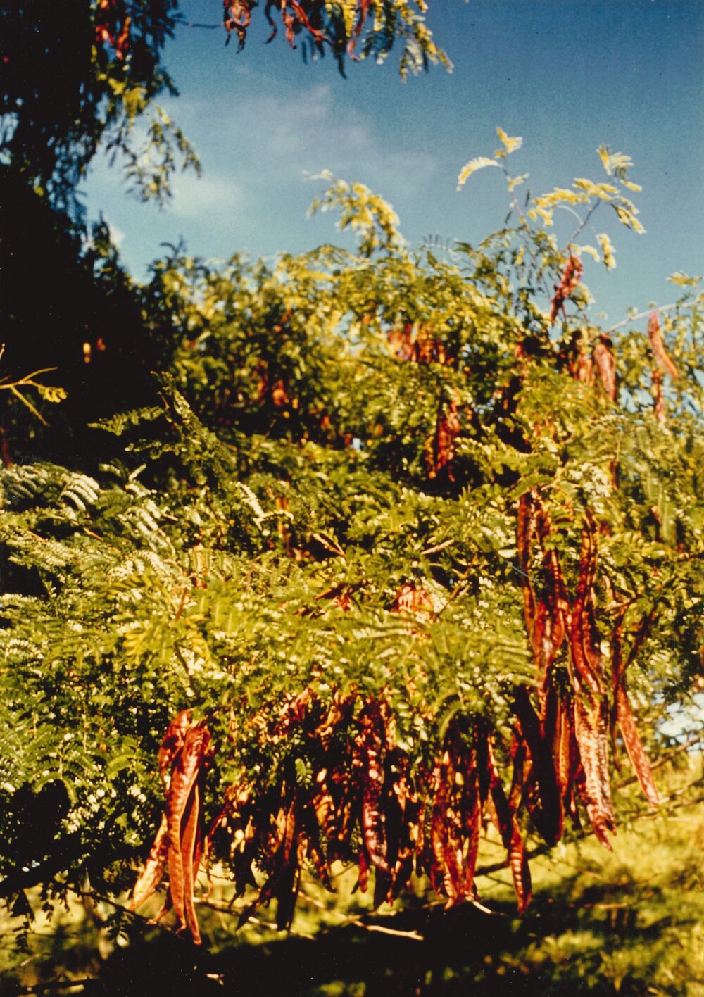 Gleditsia - Te Puke - 2