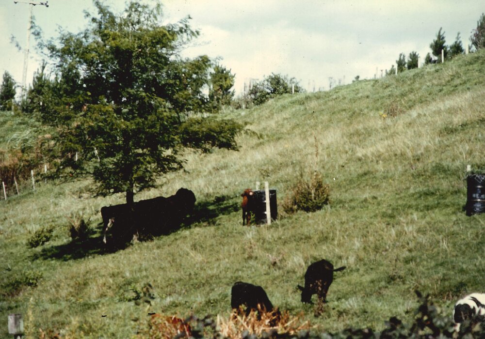 Gleditsia - Te Puke - 13