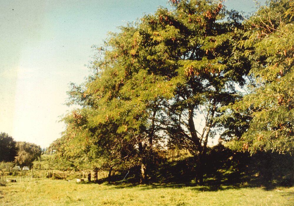 Gleditsia - Te Puke - 10