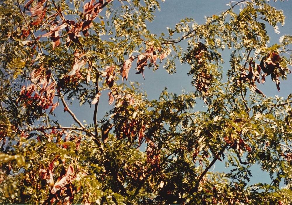 Gleditsia - Te Puke - 9