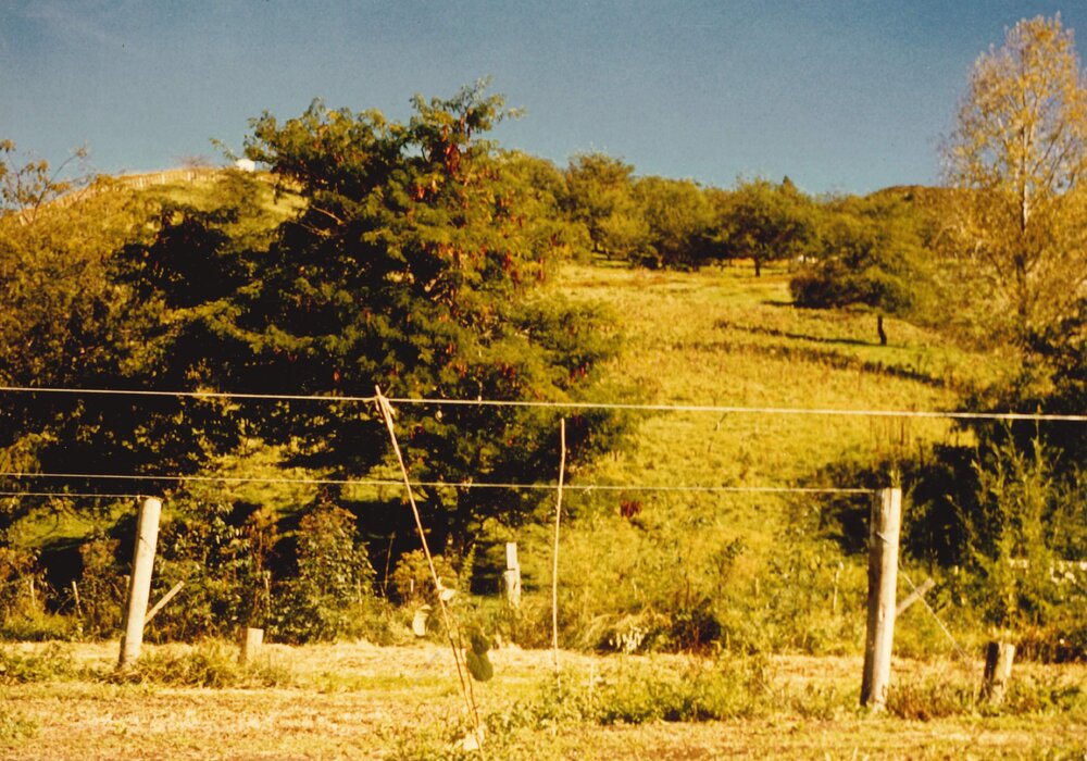 Gleditsia - Te Puke - 12