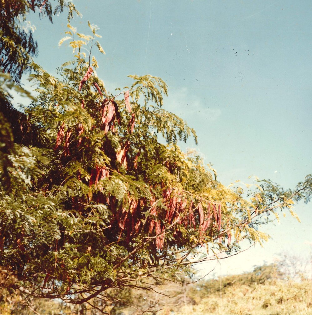 Gleditsia - Te Puke - 11