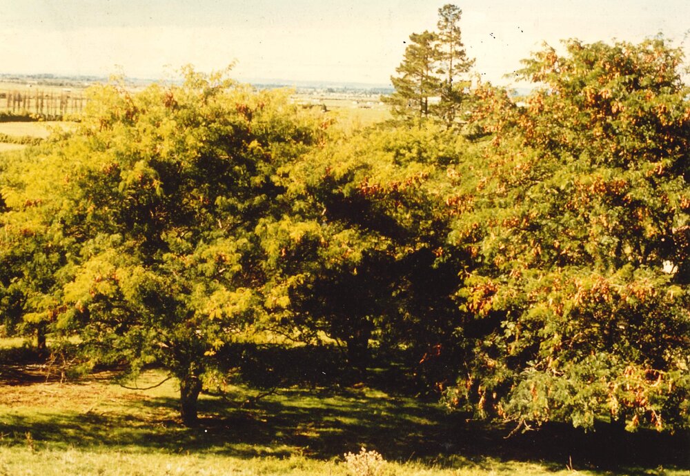 Gleditsia - Te Puke - 1