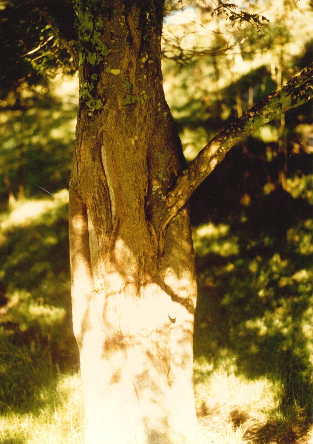 Gleditsia - Te Puke - 8