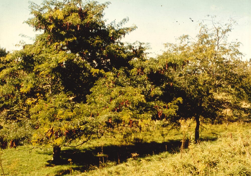 Gleditsia - Te Puke - 7