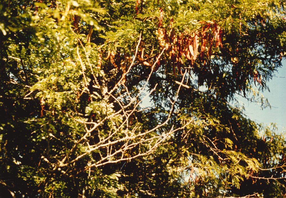 Gleditsia - Te Puke - 6