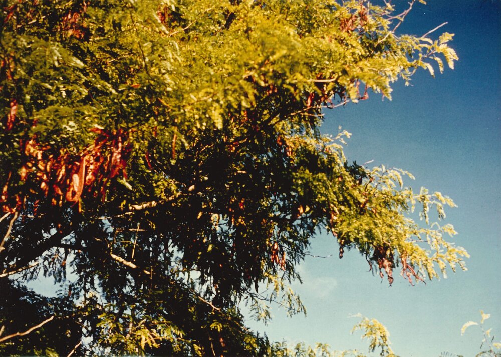 Gleditsia - Te Puke - 5