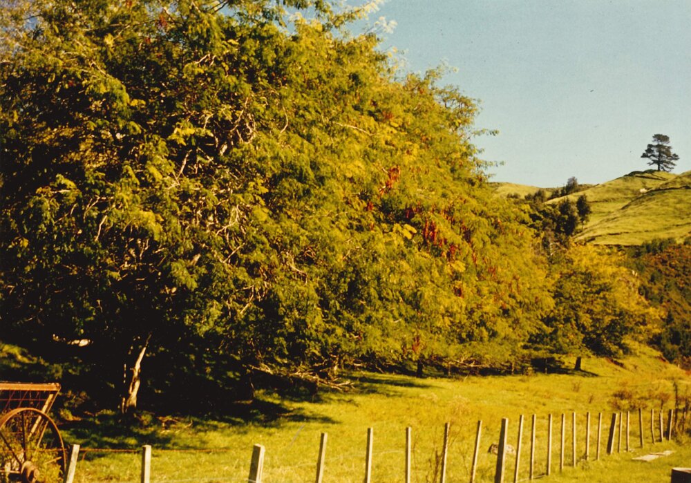 Gleditsia - Te Puke - 4