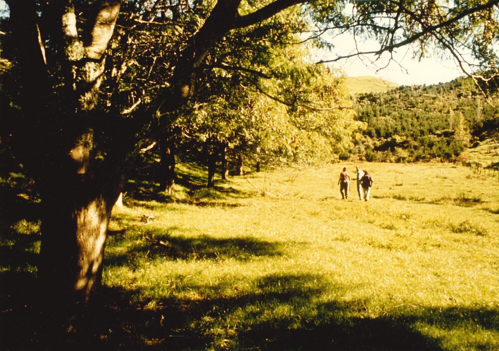 Gleditsia - Te Puke - 3