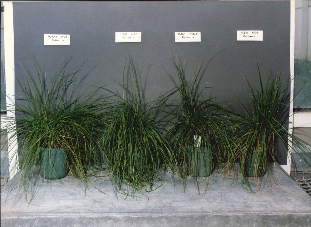 Display plants - 2