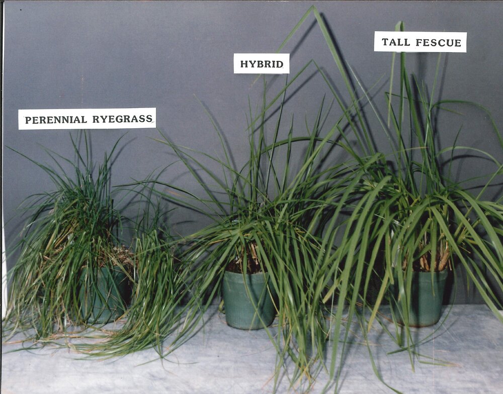 Perennial ryegrass - Hybrid and Tall Fescue