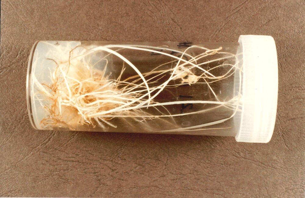 Ryegrass in tube - 1