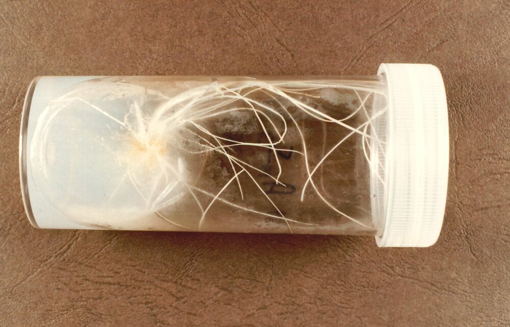 Ryegrass in tube - 2