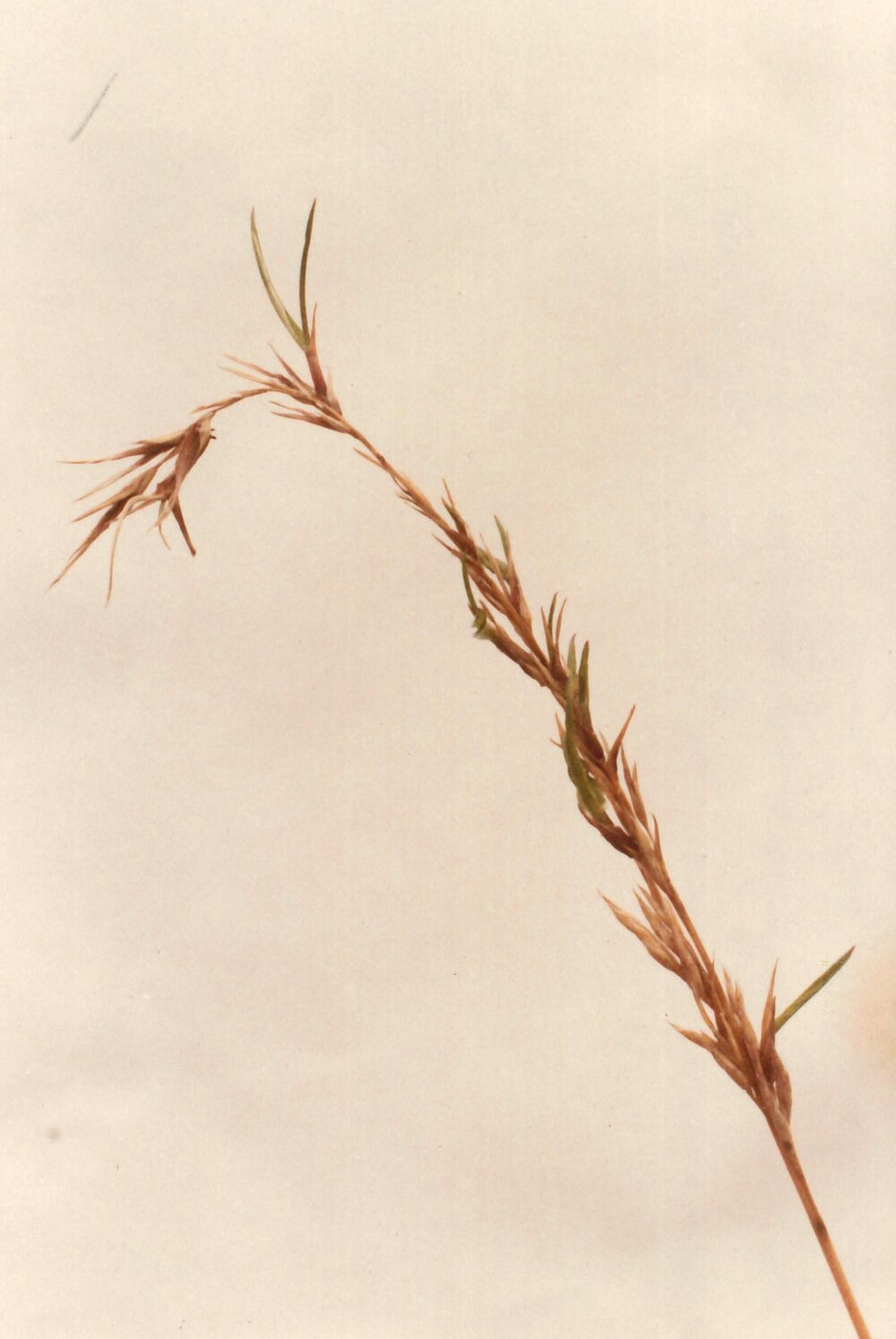 Tiller formation from flower head