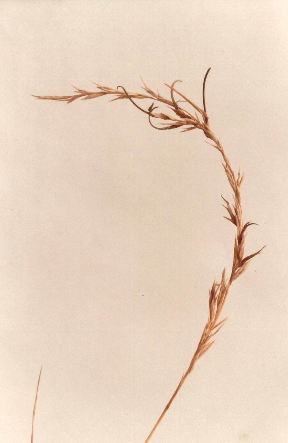 Tillers beginning to die