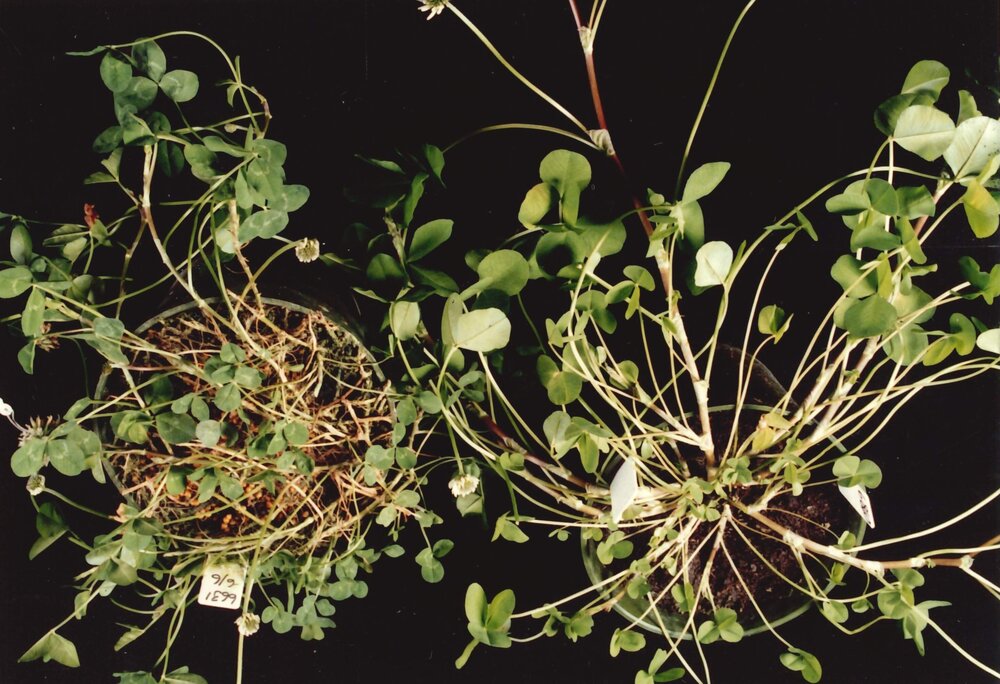 Clover plants - 1