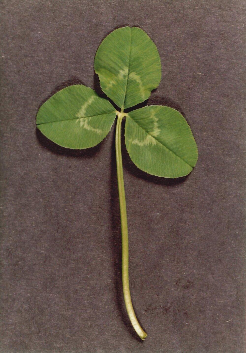 Clover - 3