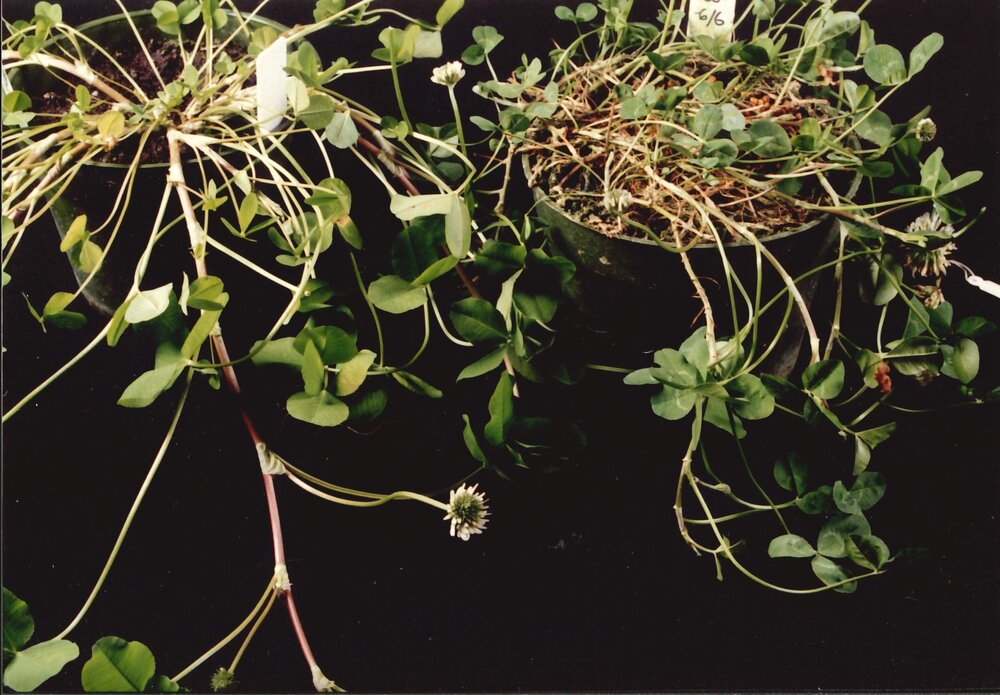 Clover plants - 2