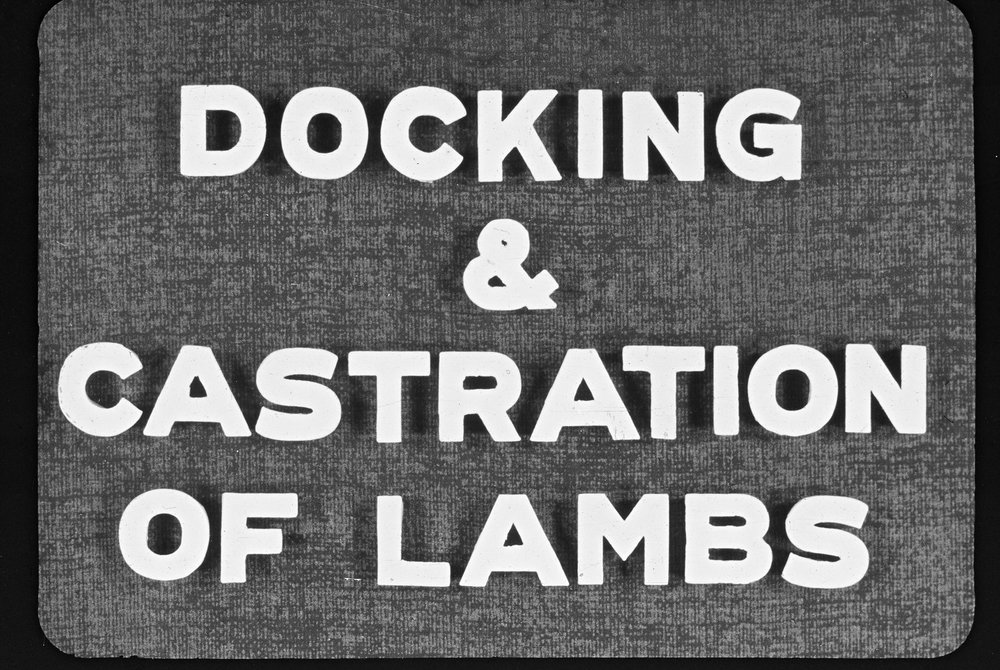 Docking and castration of lambs