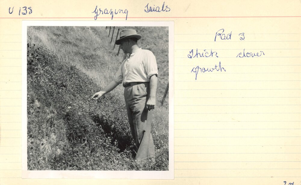 Grazing trial - Paddock 3