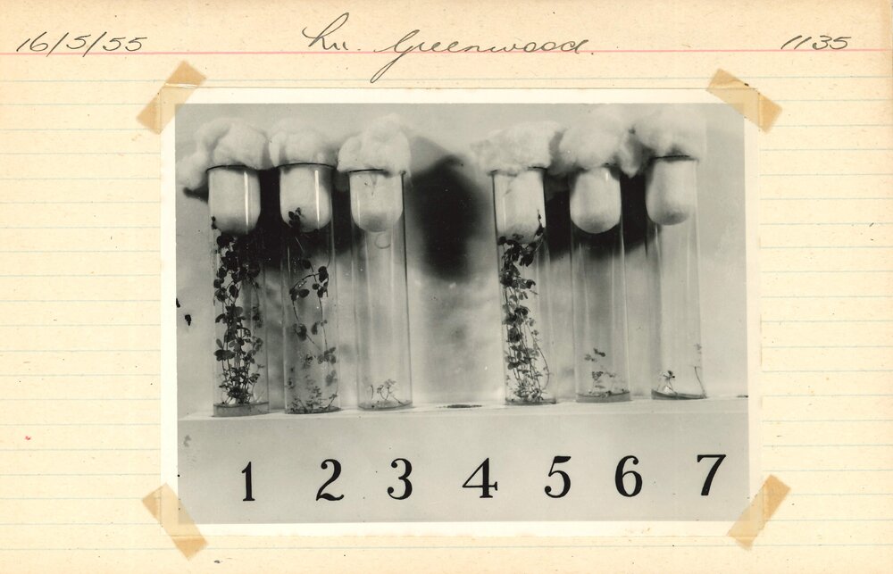 Test tubes holding plants - 6