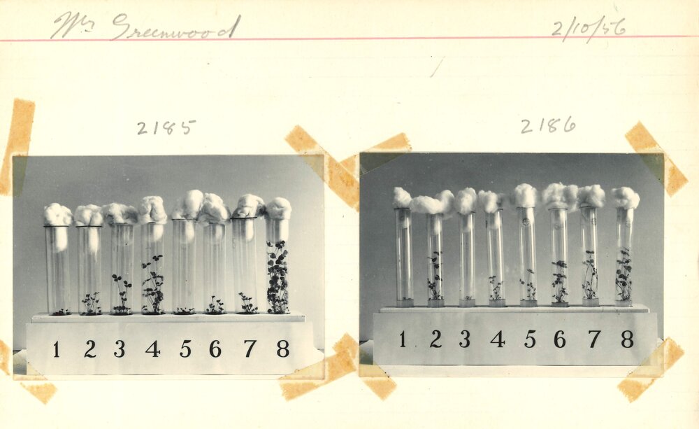 Test tubes holding plants - 7