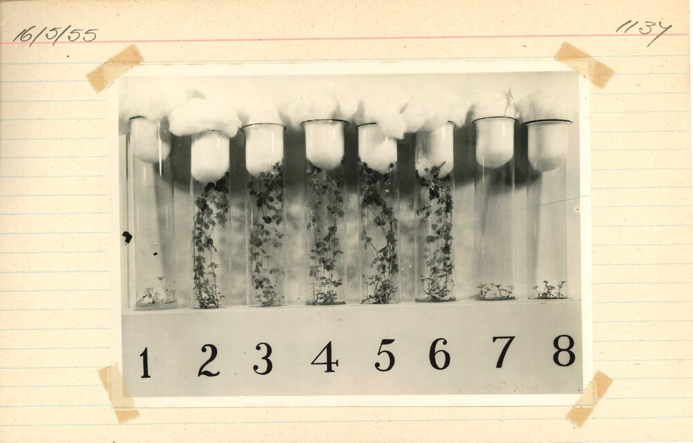 Test tubes holding plants - 4