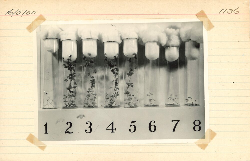 Test tubes holding plants - 5