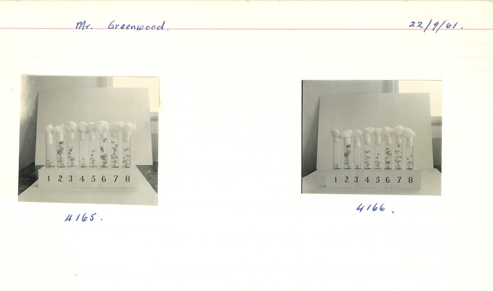 Test tubes holding plants - 2