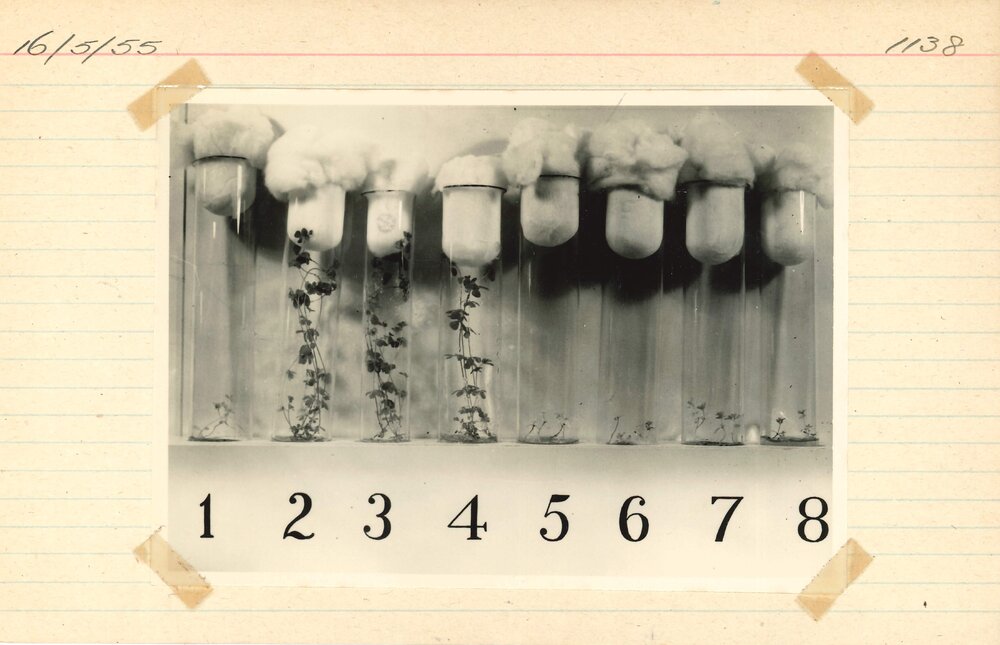 Test tubes holding plants - 3